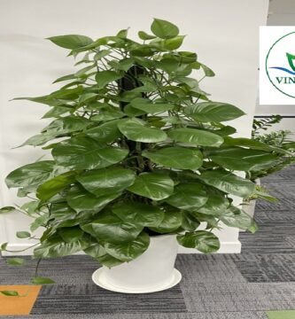 Vinaxanh.com 1