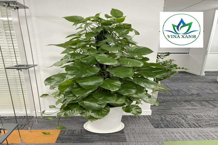 Vinaxanh.com 1