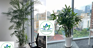 Vinaxanh.com 14
