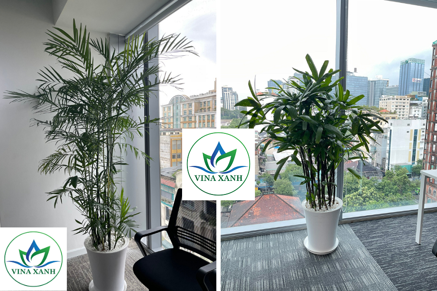 Vinaxanh.com 14