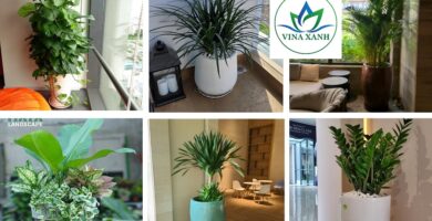 Vinaxanh.com 8