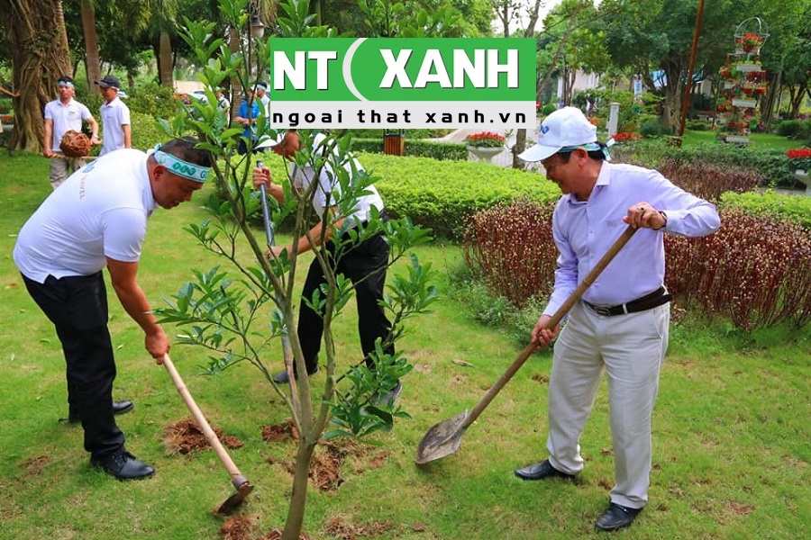 Giới Thiệu Dịch Vụ Trồng Cây Xanh Tại Thuận An Bình Dương