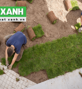 Giới Thiệu Dịch Vụ Trồng Cỏ Tại Bình Dương