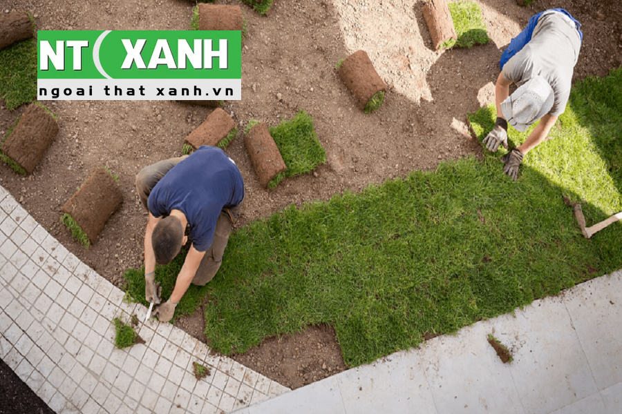 Giới Thiệu Dịch Vụ Trồng Cỏ Tại Bình Dương
