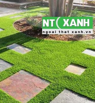 Dịch Vụ Trồng Cỏ Tại Quận 1 TPHCM