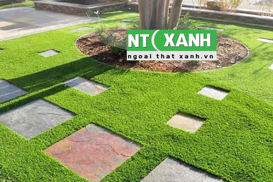 Dịch Vụ Trồng Cỏ Tại Quận 1 TPHCM