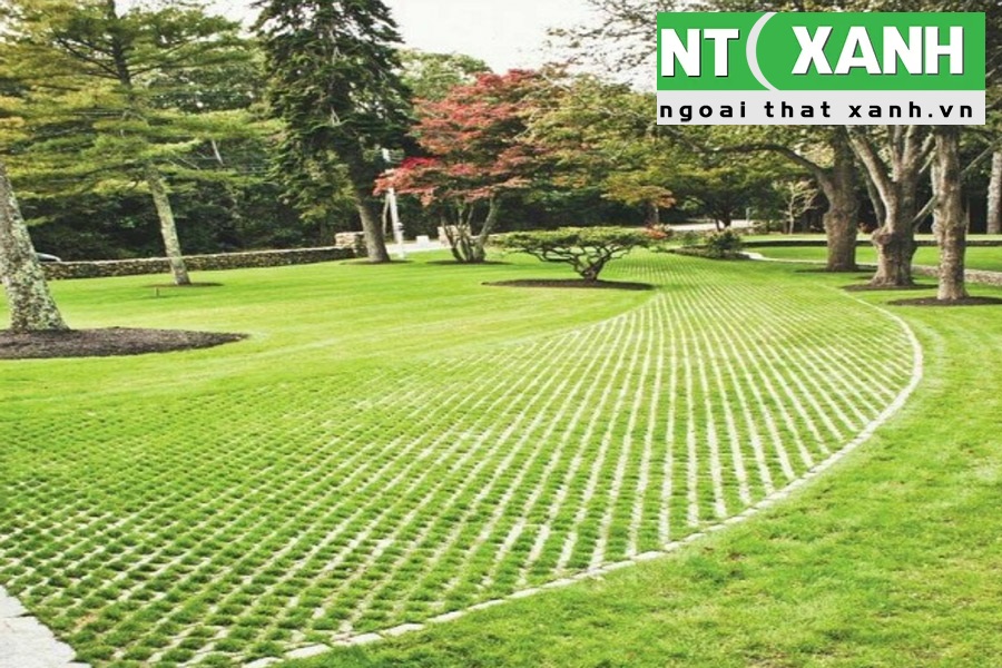 Dịch vụ trồng cỏ sân vườn ở Bình Dương