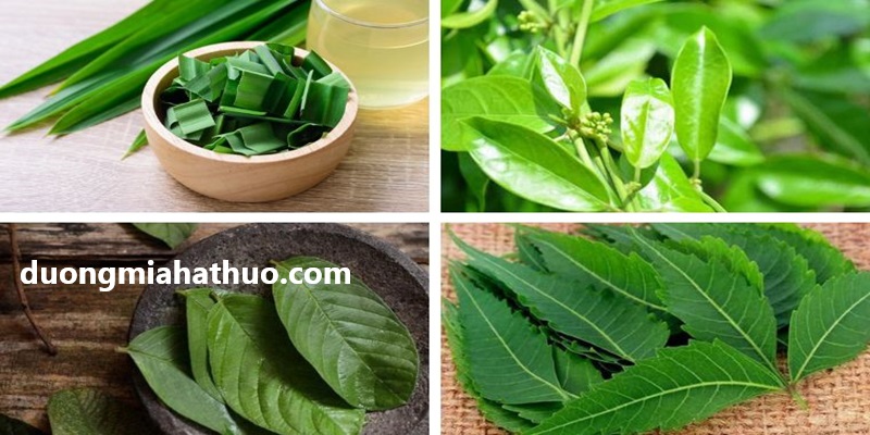 tiểu đường nên uống lá gì
