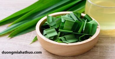 bệnh tiểu đường nên uống lá gì