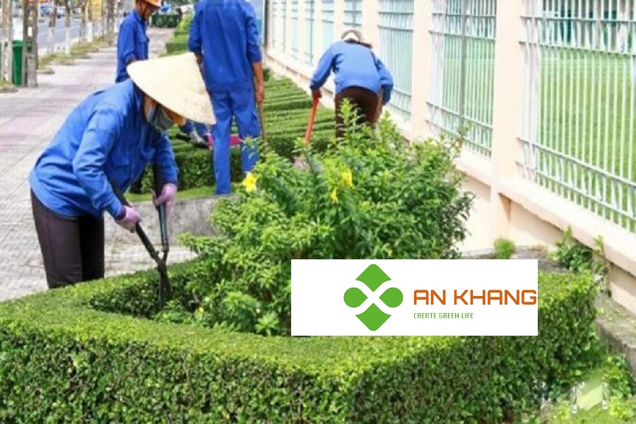 Dịch Vụ Chăm Sóc Cây Xanh Dĩ An Bình Dương