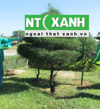 Chăm Sóc Cây Xanh Tại Đà Lạt