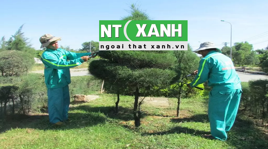 Chăm Sóc Cây Xanh Tại Đà Lạt