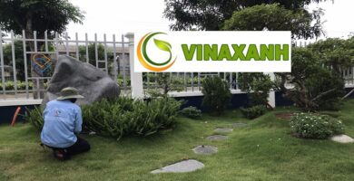 Chăm Sóc Cây Xanh Tại Quận 6 TP.HCM