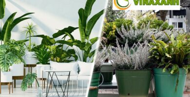 Dịch Vụ Cung Cấp Cây Xanh Tại Nhà Bè TP.HCM