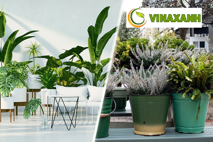 Dịch Vụ Cung Cấp Cây Xanh Tại Nhà Bè TP.HCM