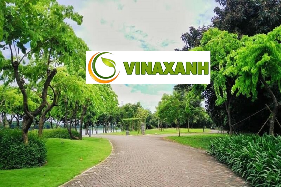 Cung Cấp Cây Xanh Tại TPHCM