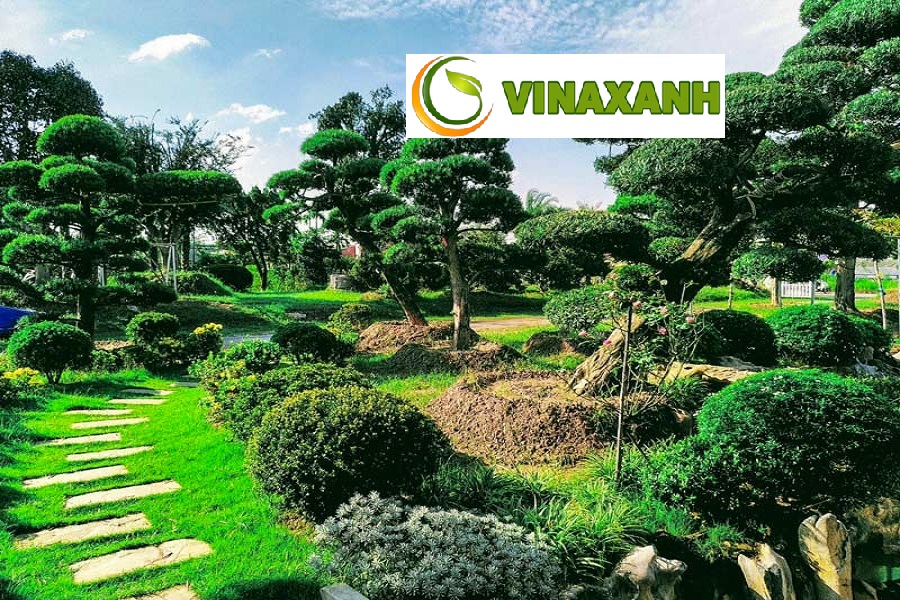 Dịch Vụ Cung Cấp Cây Xanh Tại TPHCM