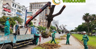 Dịch Vụ Bứng Cây Tại Tân Bình TP.HCM