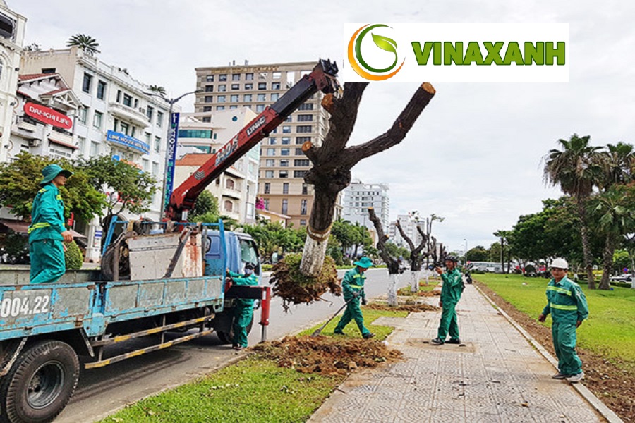 Dịch Vụ Bứng Cây Tại Tân Bình TP.HCM
