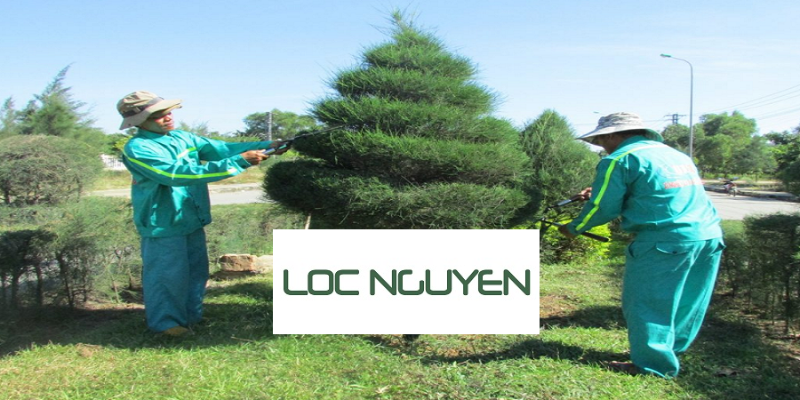 Dịch Vụ Cắt Tỉa Cây Xanh Tại Long An