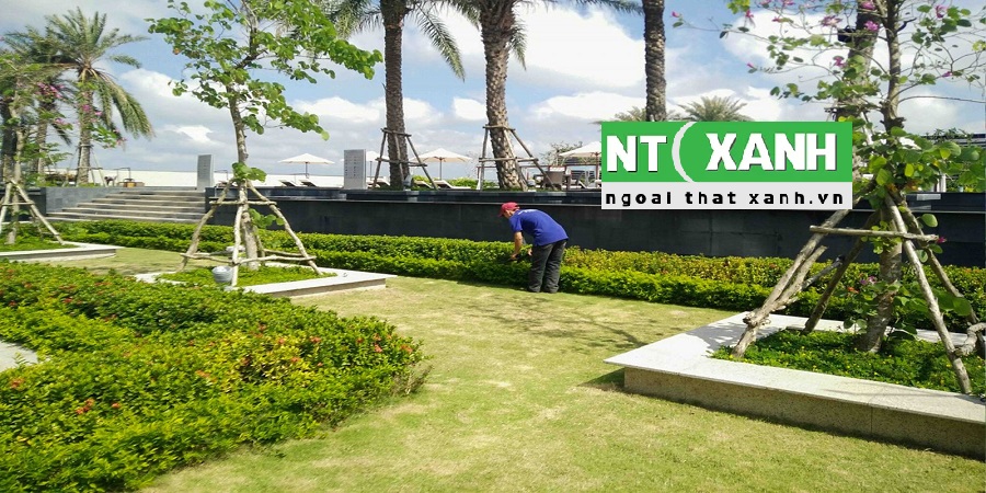 Giới Thiệu Dịch Vụ Trồng Cây Xanh Tại Bến Cát Bình Dương