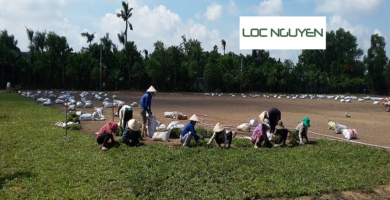 Dịch Vụ Trồng Cỏ Cho Kcn Cần Giuộc Long An
