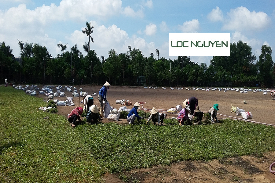Dịch Vụ Trồng Cỏ Cho Kcn Cần Giuộc Long An