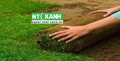 Giới Thiệu Dịch Vụ Trồng Cỏ Tại Quận 1 TPHCM