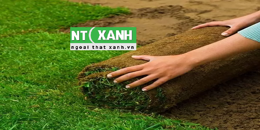 Giới Thiệu Dịch Vụ Trồng Cỏ Tại Quận 1 TPHCM