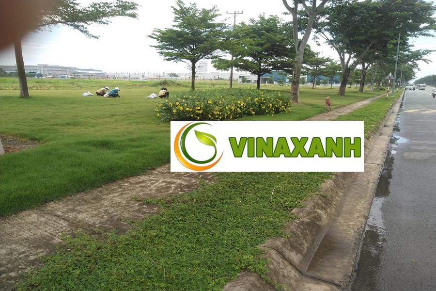 Giới Thiệu Dịch Vụ Trồng Cỏ Tại Quận 10 TPHCM