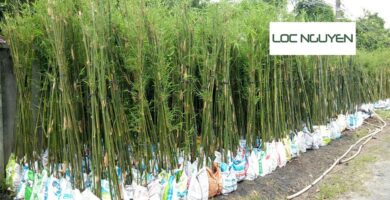 Dịch Vụ Trồng Cây Xanh Tại Long An