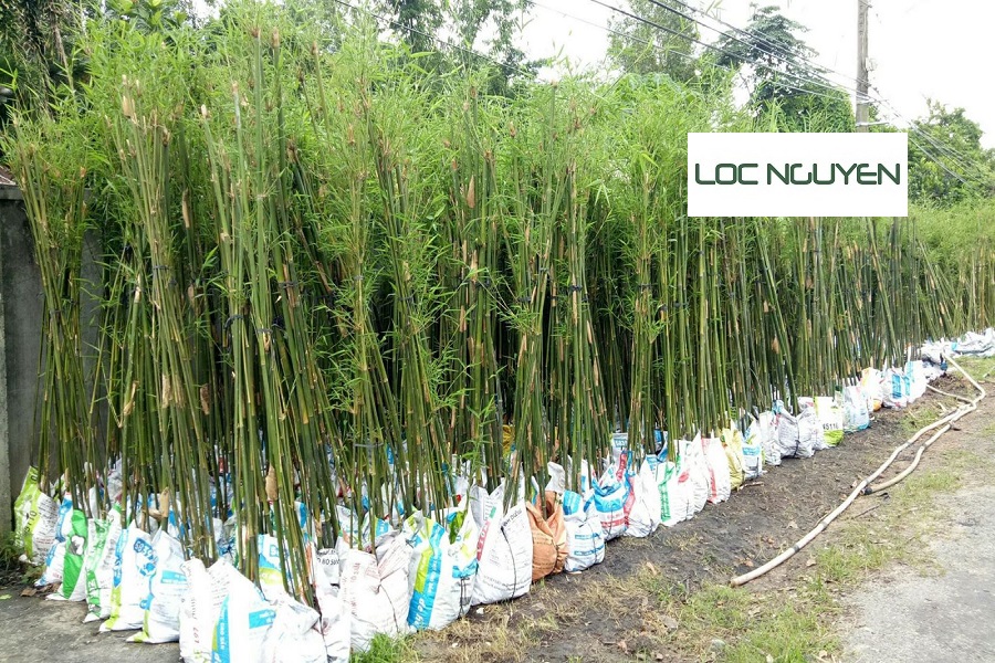 Dịch Vụ Trồng Cây Xanh Tại Long An