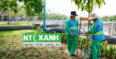 Giới Thiệu Dịch vụ trồng cây xanh tại Nhà Bè TP.HCM