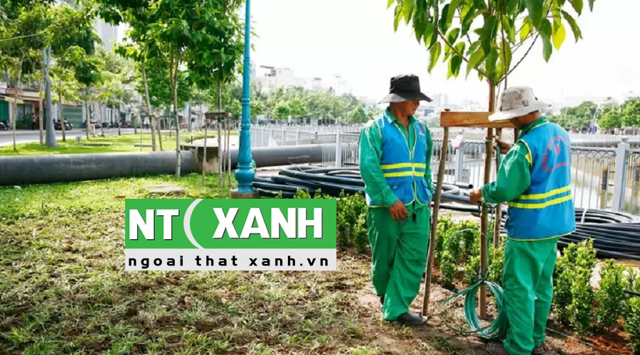 Giới Thiệu Dịch vụ trồng cây xanh tại Nhà Bè TP.HCM