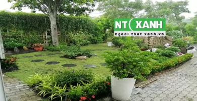 Giới Thiệu Dịch vụ trồng cây xanh tại TP.HCM