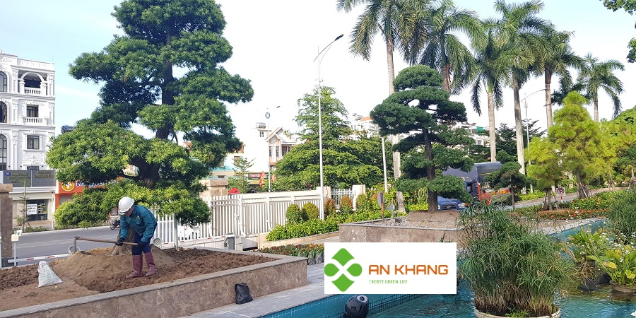 Chăm Sóc Cây Xanh Tại Bình Dương