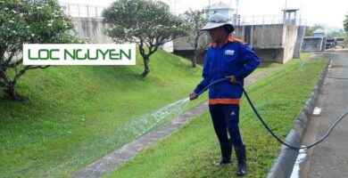 Tìm Hiểu Công Ty Chăm Sóc Cây Xanh Long An