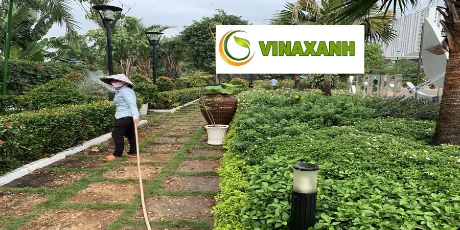 Cung Cấp Cây Xanh Tại Tp.hcm