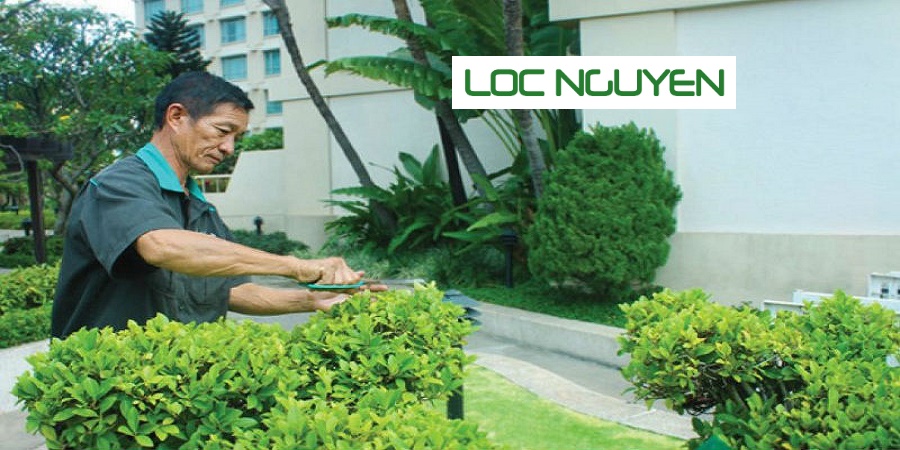 Dịch Vụ Chăm Sóc Cây Cảnh Tại Tân An Long An