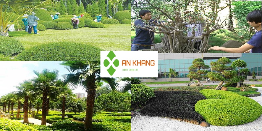 Dịch Vụ Trồng Cây Xanh Bình Dương