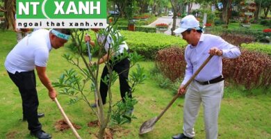 Dịch Vụ Trồng Cây Xanh Tại Quận 2 TPHCM