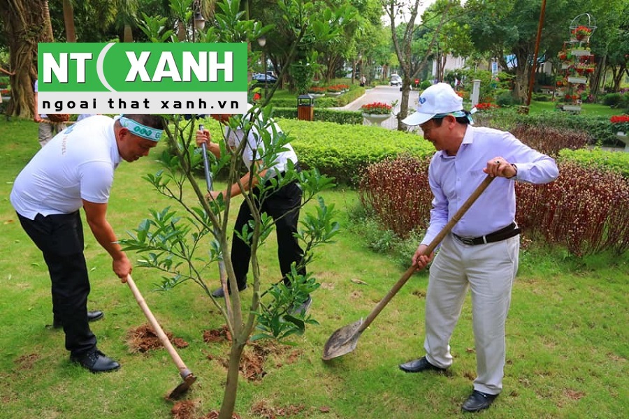 Dịch Vụ Trồng Cây Xanh Tại Quận 2 TPHCM