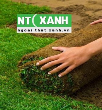 Tìm Hiểu Dịch Vụ Trồng Cỏ Sân Vườn Ở Dĩ An Bình Dương