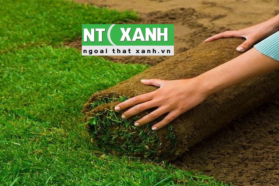 Tìm Hiểu Dịch Vụ Trồng Cỏ Sân Vườn Ở Dĩ An Bình Dương