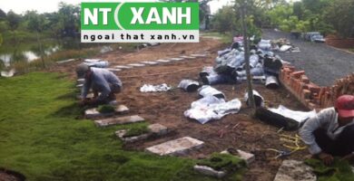 Giới Thiệu Dịch Vụ Trồng Cỏ Tại Tây Ninh