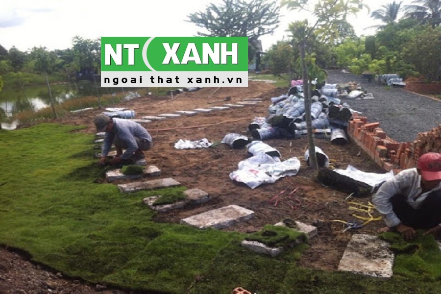 Giới Thiệu Dịch Vụ Trồng Cỏ Tại Tây Ninh