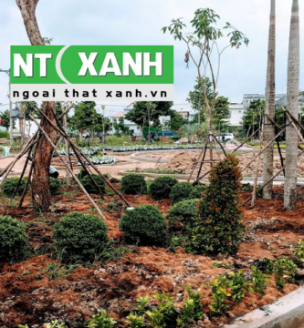 Dịch Vụ Trồng Cây Xanh Tại Bến Cát Bình Dương