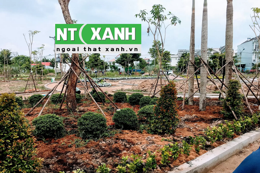 Dịch Vụ Trồng Cây Xanh Tại Bến Cát Bình Dương