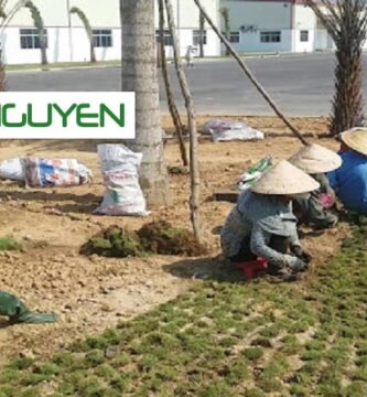 Dịch Vụ Trồng Cỏ Cho Kcn Long An