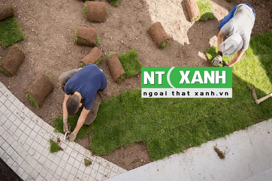 Giới Thiệu Dịch vụ trồng cỏ tại TPHCM